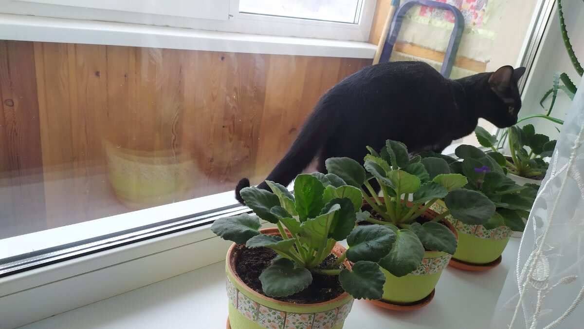 Ходит осторожненько.