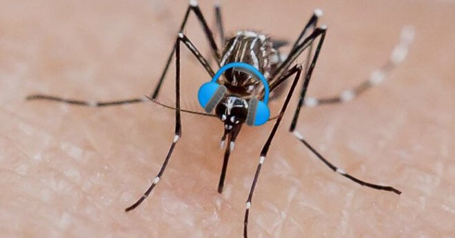 Обычно они пребывают в спячке, но некоторые популяции даже зимой размножаются в подтопленных подвалах. Большинство мух пережидает холода в почве, а комнатная остается в доме.