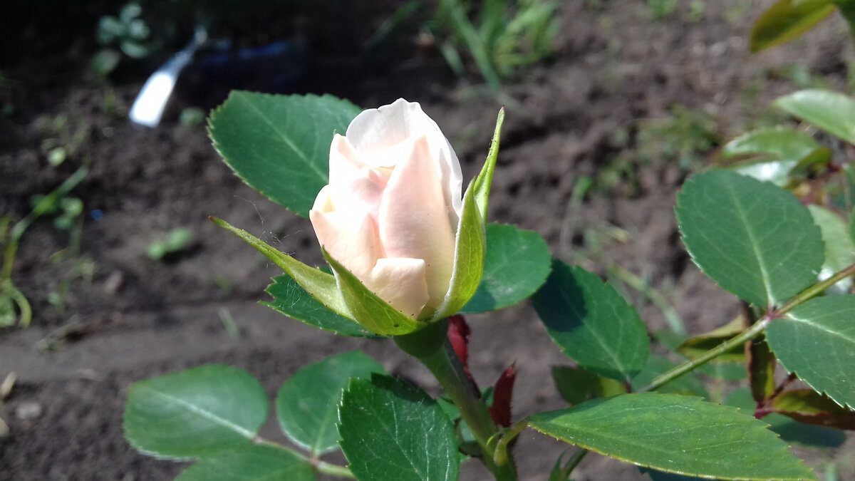 Первый бутон