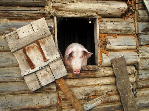 Фото свинарника в деревне