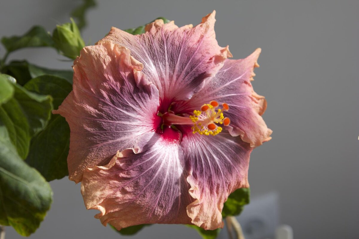 Гибискус — цветок смерти или роза жизни?