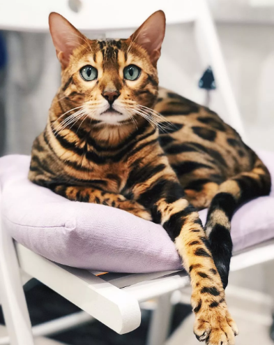 источник взят: yandex картинки.