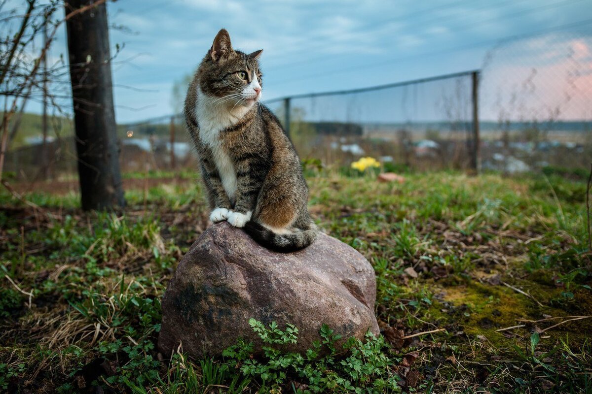 Ещё один необыкновенный котик, дальний родственник нашего Васи, ибо похож )) Фото из открытых источников