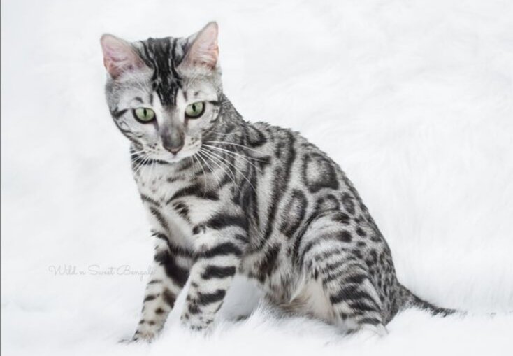 Шерсть кошки густая, имеет водоотталкивающий эффект. Фото из сети.