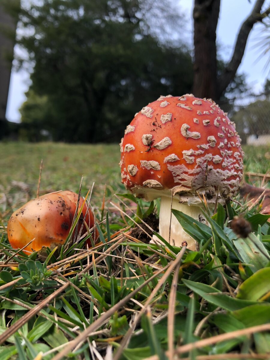 А вот это истинная отрава. Спасибо за прекрасное фото моей подруге Monika Szczuka. 