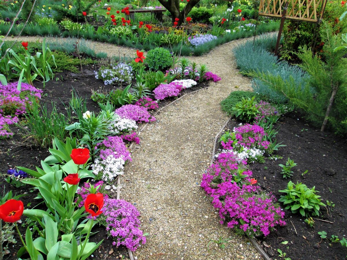 Бордюры из флокса шиловидного всегда смотрятся красиво и аккуратно. После цветения как зелёная травка.  Стригу их очень редко и только по необходимости, если выходят на тропинку. Тропинка засыпана щебнем с добавлением отсева. Отсев хорошо скрепляет щебень или гальку и прекрасно  осенью убирать листья  обычным веником.