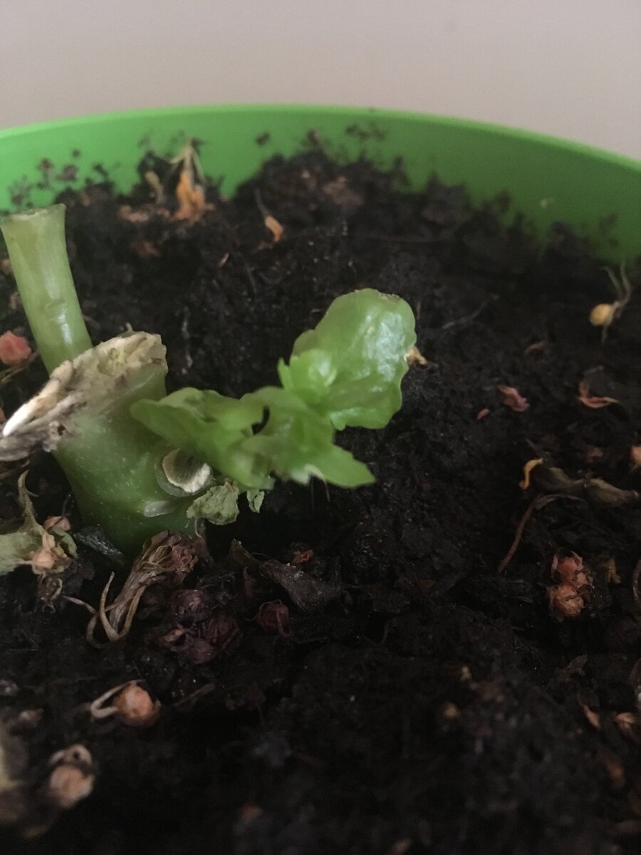 Маруська отчаянно борется за жизнь)))