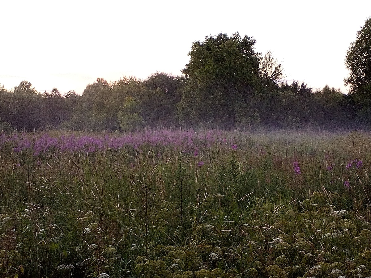 Фото автора. Туман из леса наползает на луг цветущего иван-чая и сныти... Июльские сумерки... 