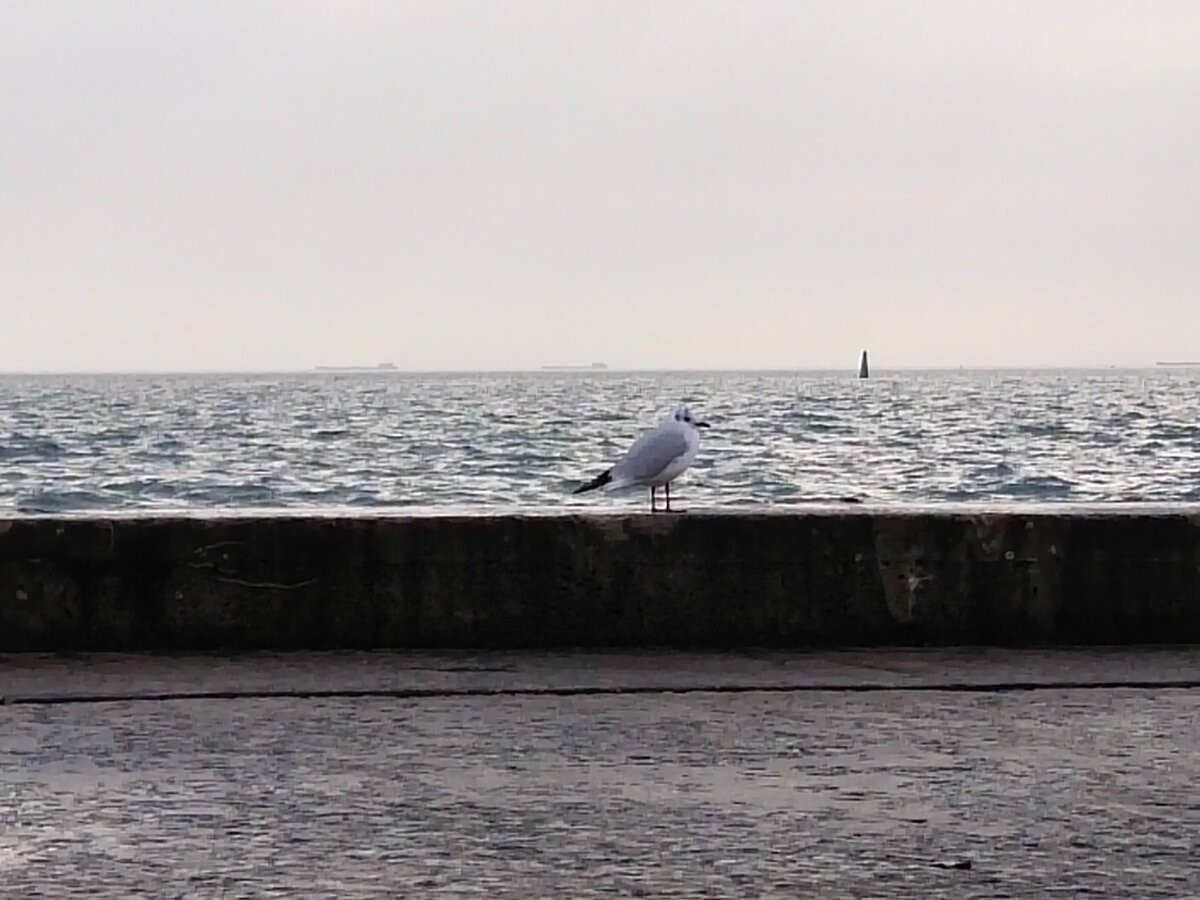 Чайка на фоне танкеров вдалеке 
