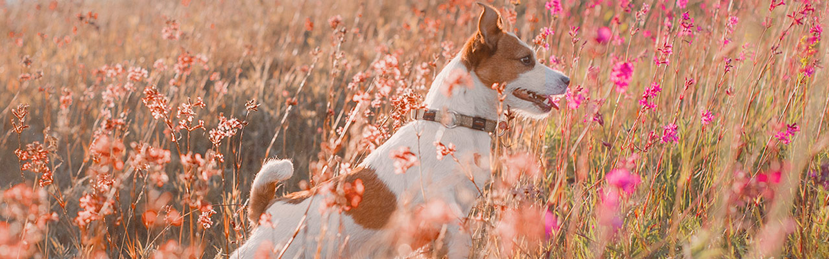 Собака на природе