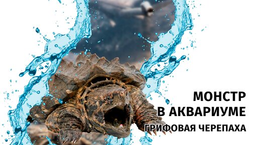 Монстр в аквариуме. Грифовая черепаха