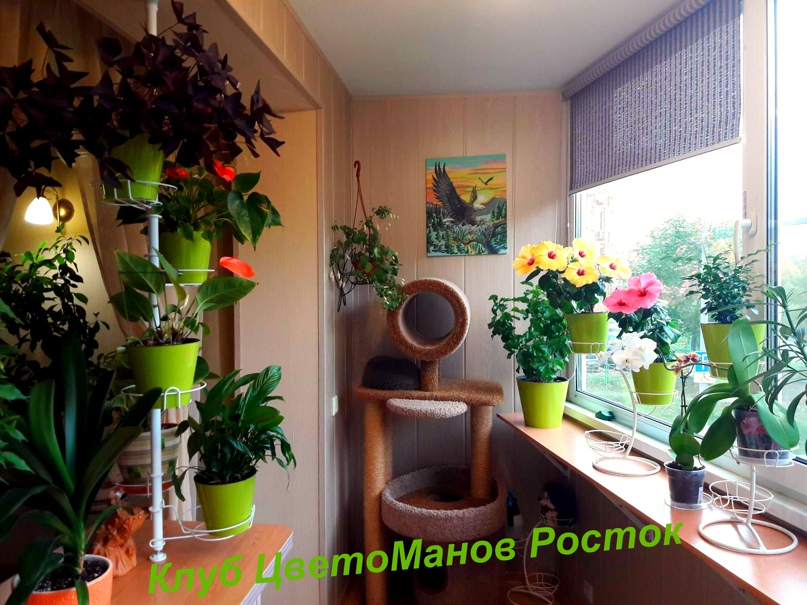 Распорная подставка Березка и подставочки Деревце-мини