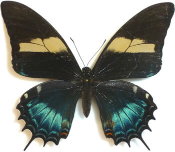 Papilio androgeus фото из общедоступных источников