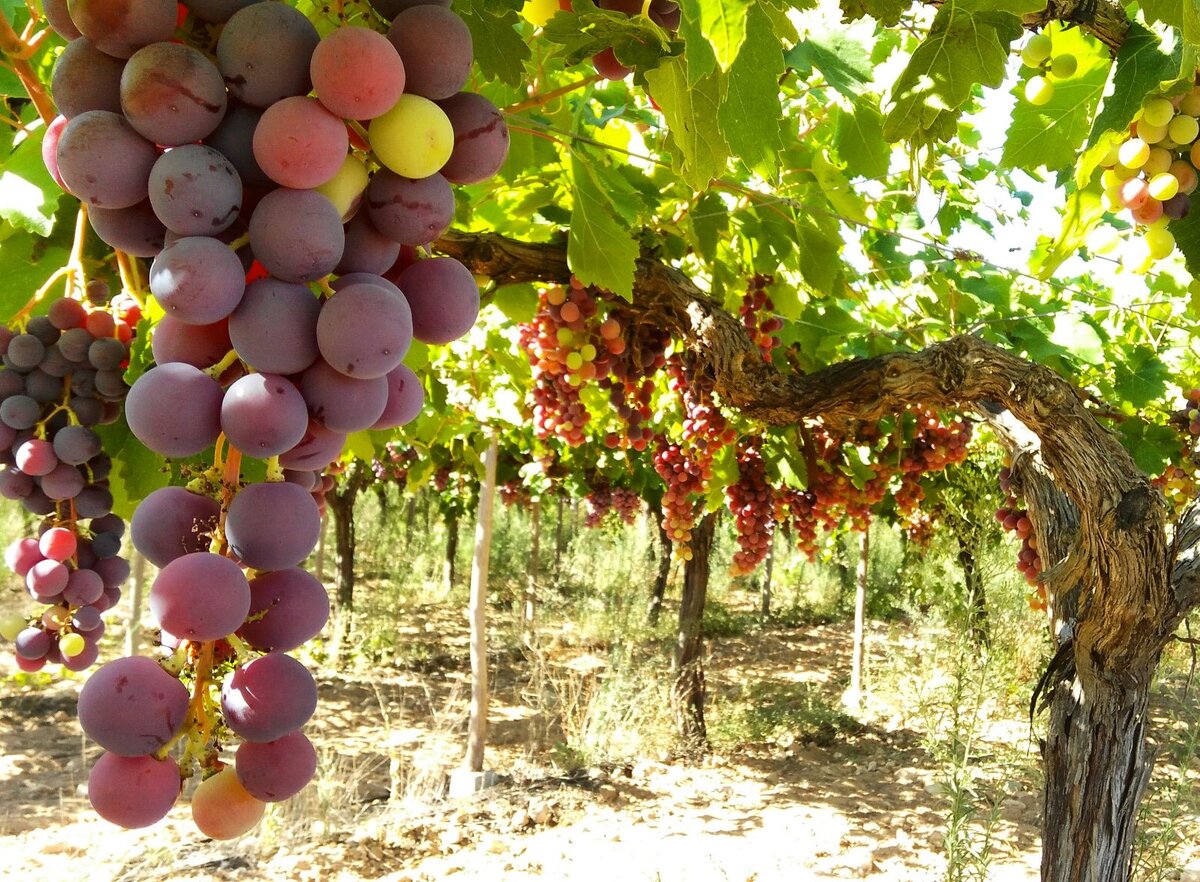 виноградник испания