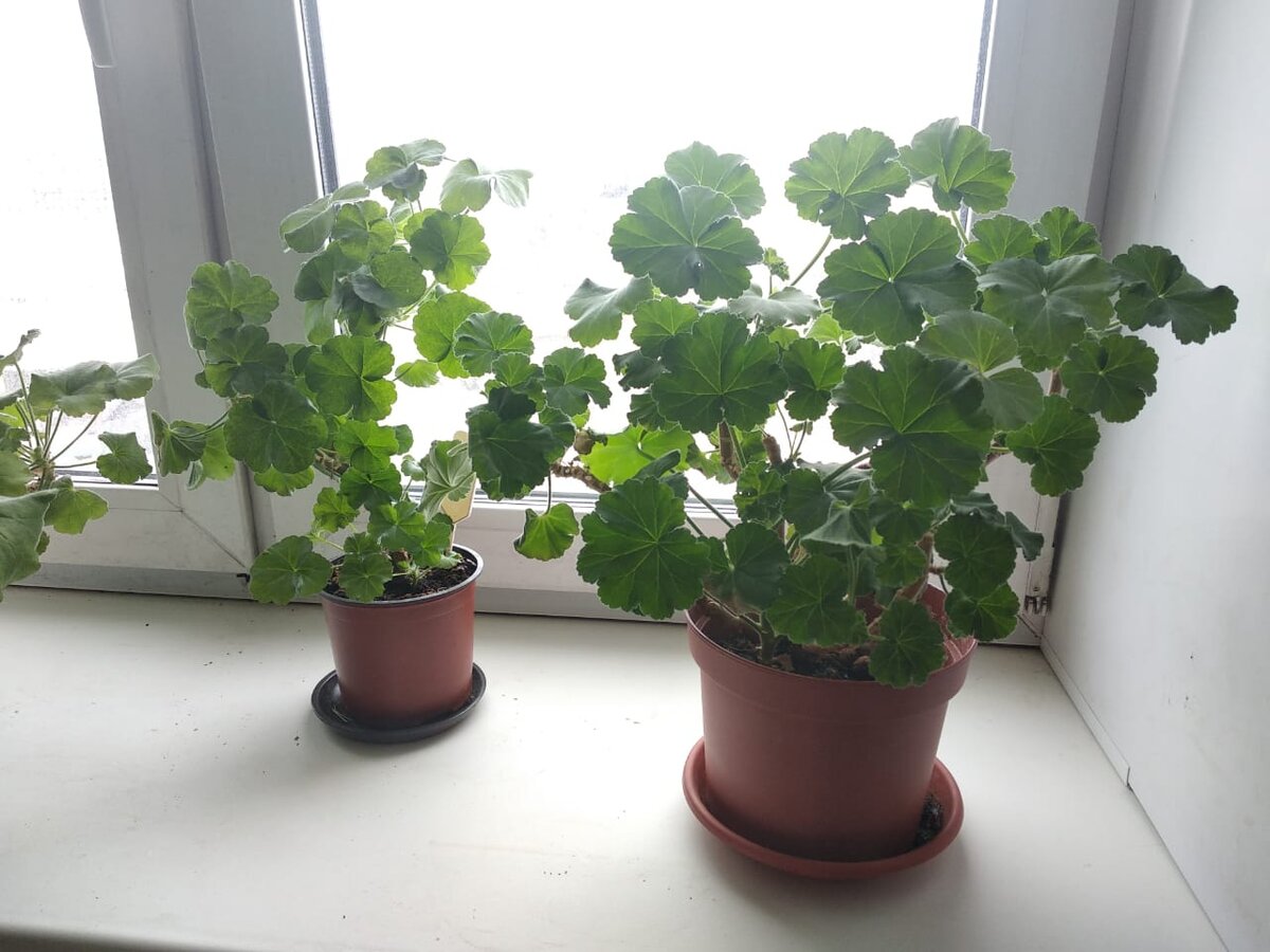 Вчера увидела герань у друзей - они профи по фиалкам и орхидеям (тут у них всё фантастически колосится!!!!), а герани раньше никогда не заводили. Но и гераням у них хорошо - даже зимой, потому что эти люди любят цветочки + уравновешенные по жизни. :-) 