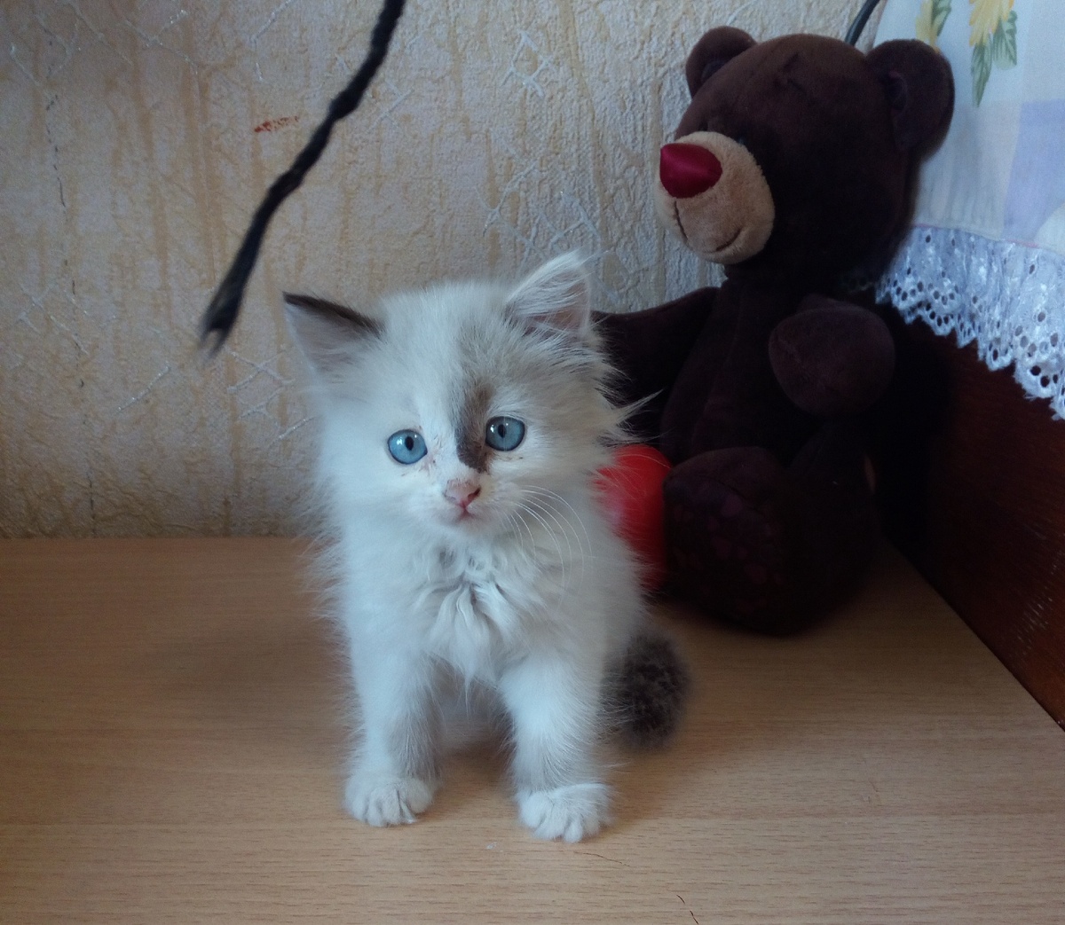 По фотографии даже не понятно, какая она маленькая - просто мини-милли-кисонька