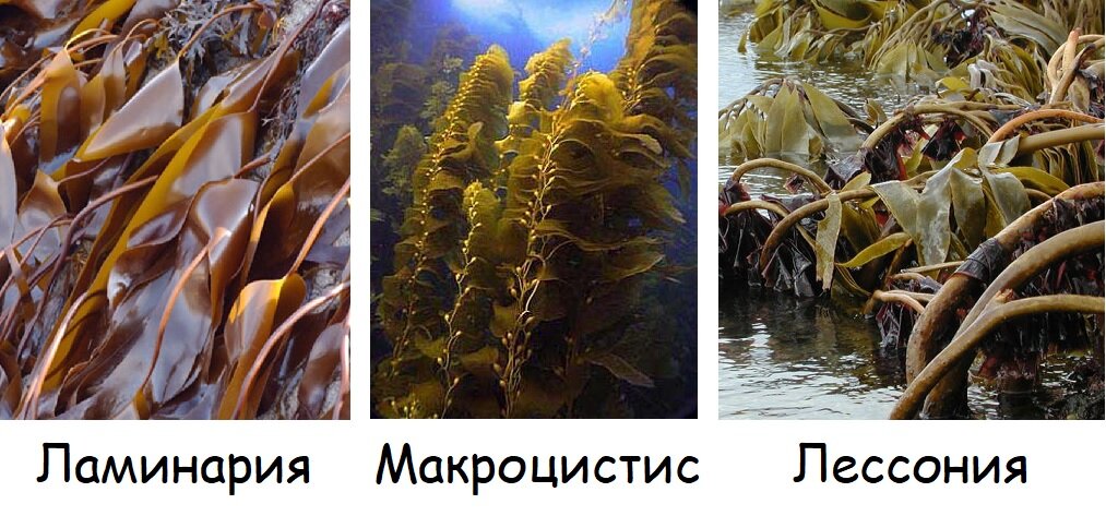 Красные водоросли - виды и фото в аквариуме