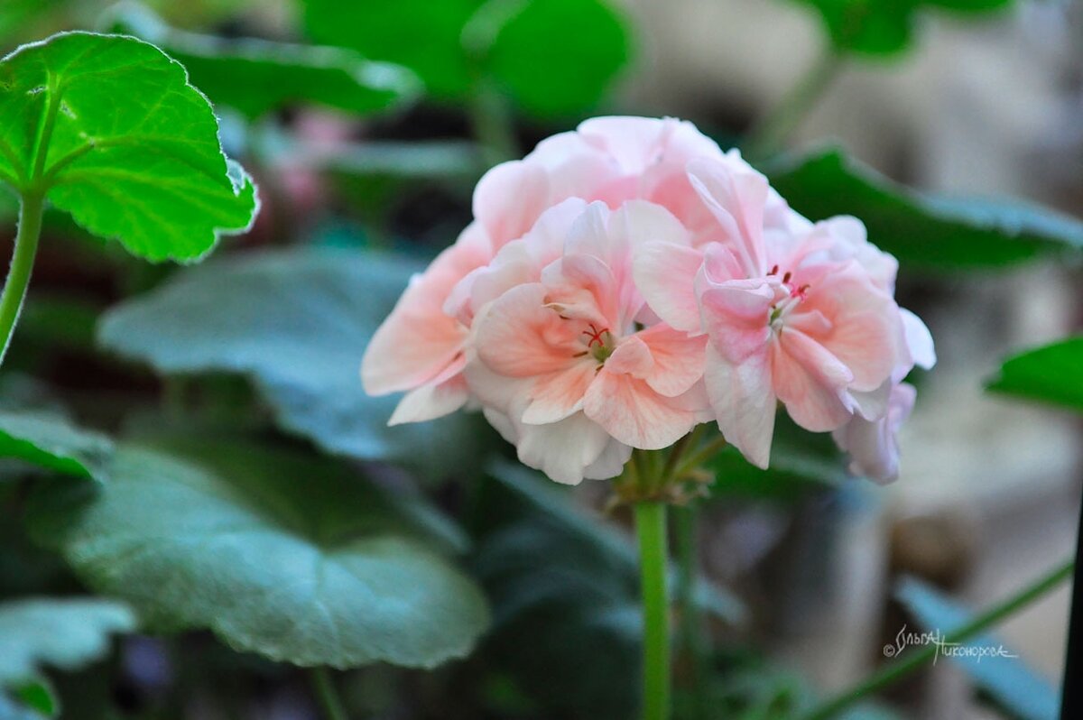 Зональная пеларгония