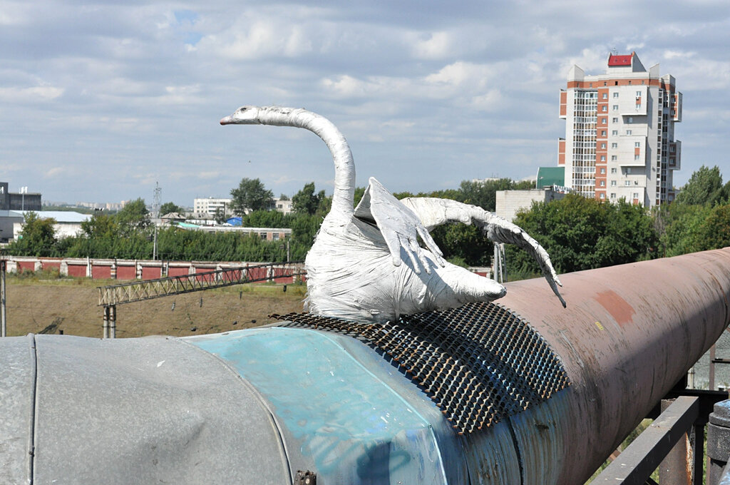 Лебедь Андрюша. Фото из открытых источников