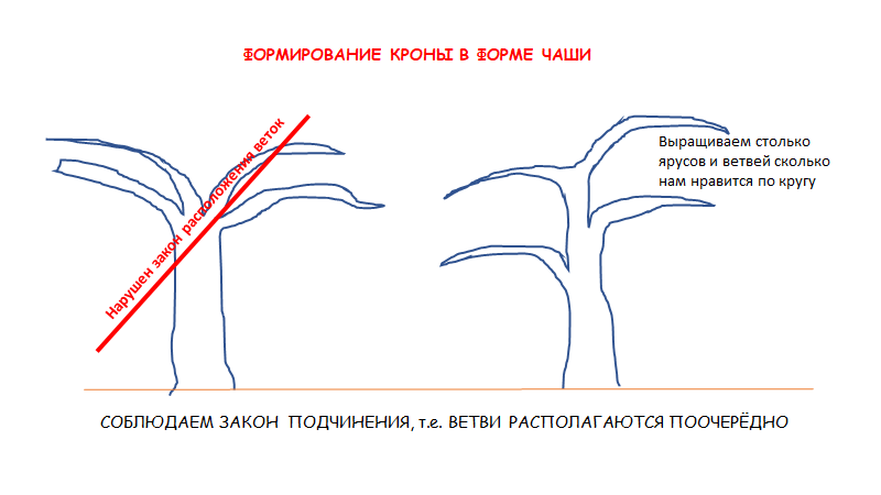 Схема правильного и неправильного расположения ветвей