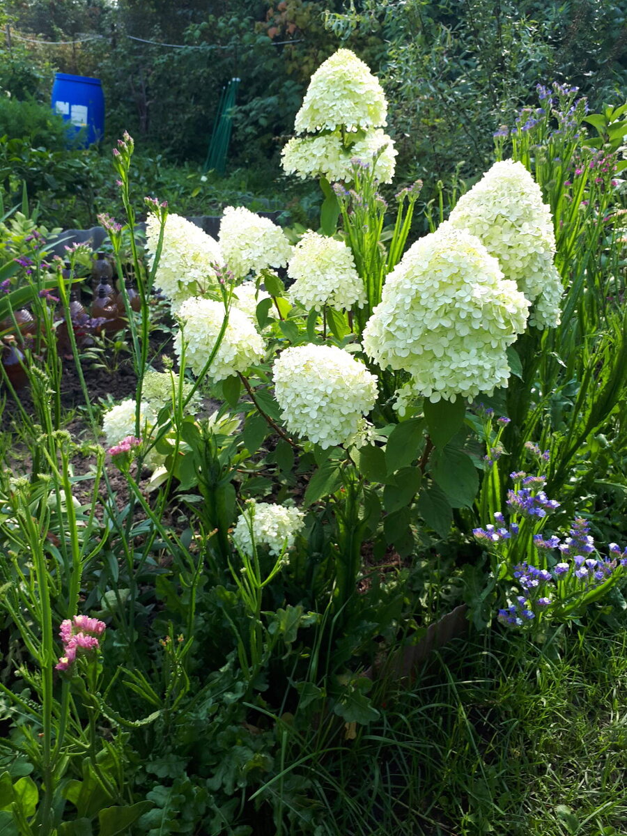 Гортензия Лайм Лайт