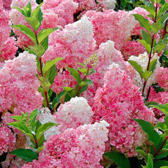 Гортензия метельчатая Винила Фраз и древовидная Анабель