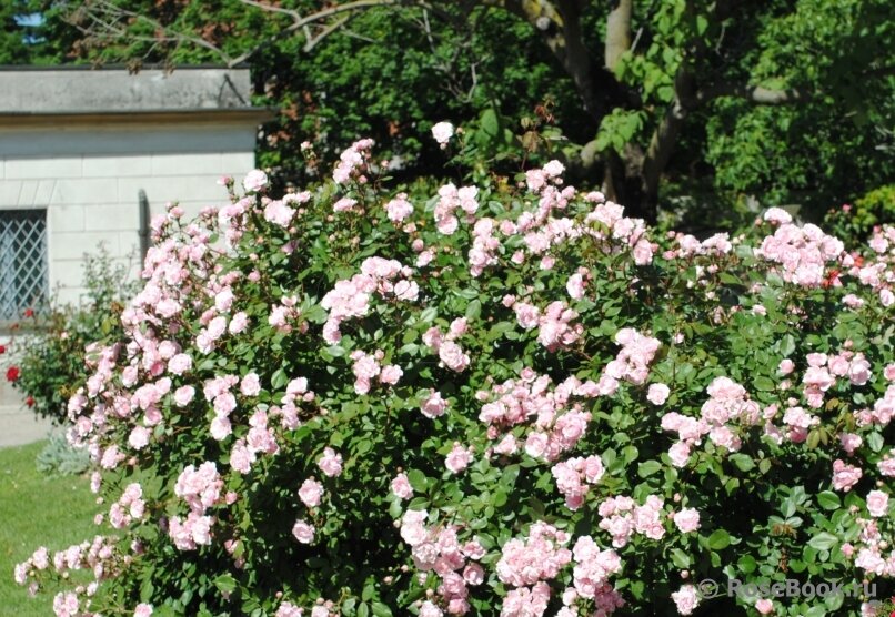 Куст The Wedgwood Rose. Фото с Яндекс картинки.