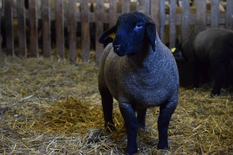 Suffolk sheep. Суффолк. Суффолк овцы. Восточно-Фризская порода овец. Саффолк порода овец.