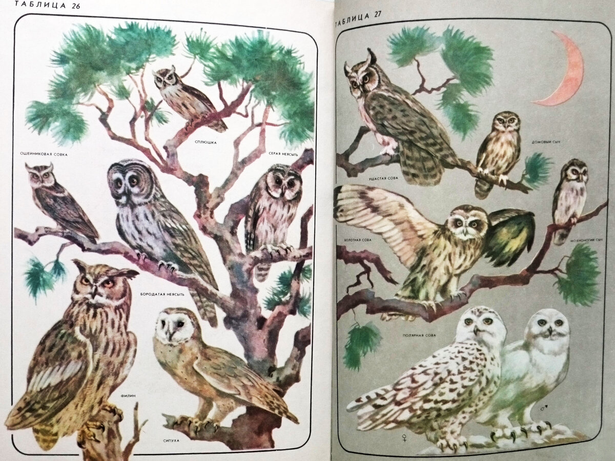 Рисунки-определялки из книги Ю.Дмитриева "СОСЕДИ ПО ПЛАНЕТЕ.Часть 4. ПТИЦЫ"