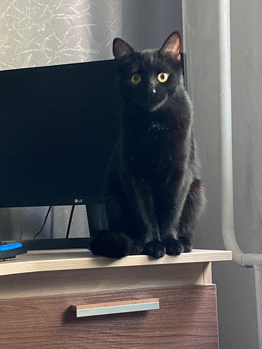 Ждет у компьютера, пока начну печатать статью на Дзен