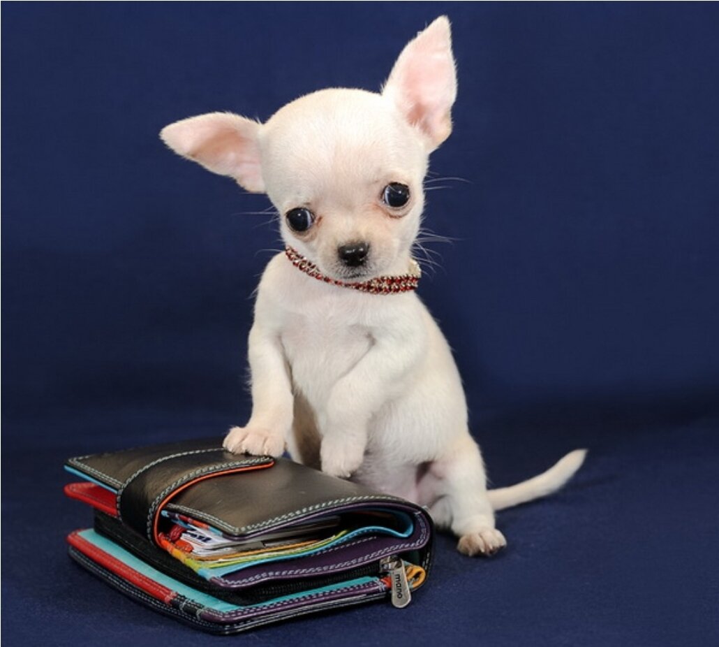 Курносые чихуахуа. Порода чихуахуа. Чихухаху. Собака ксюша кутовая. Чихуахуа пуппи.