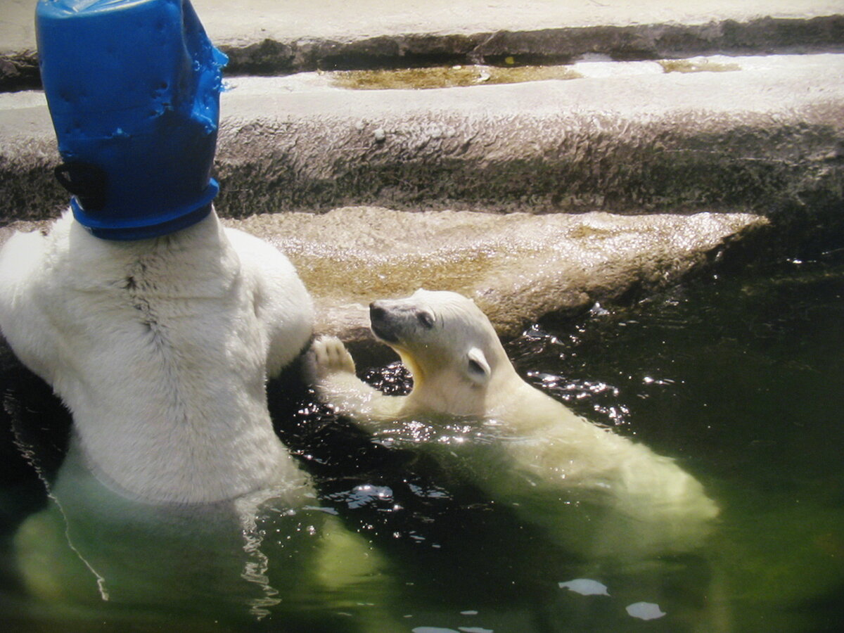 Фото с белыми медведями
