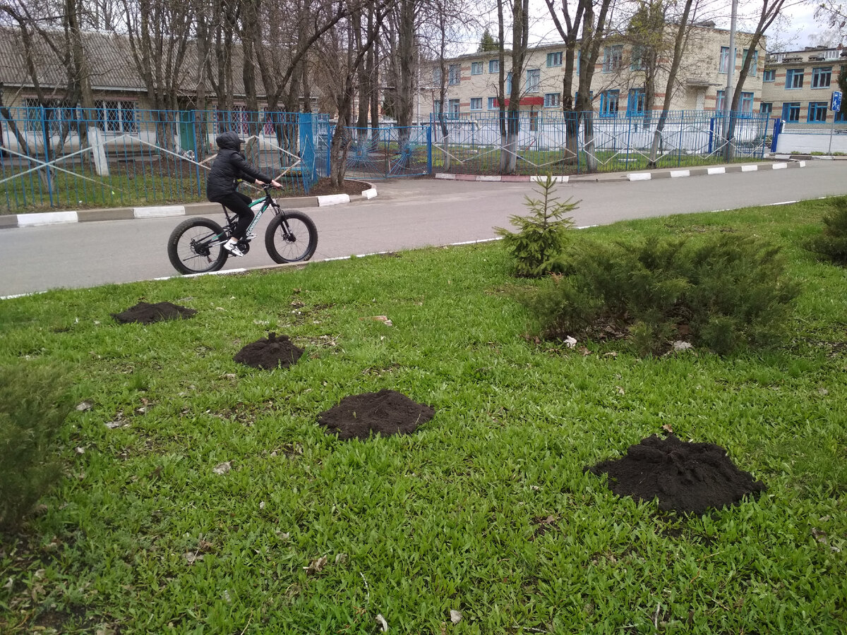 Поближе к людям. Так решил крот. И пришёл на газон. Фото автора