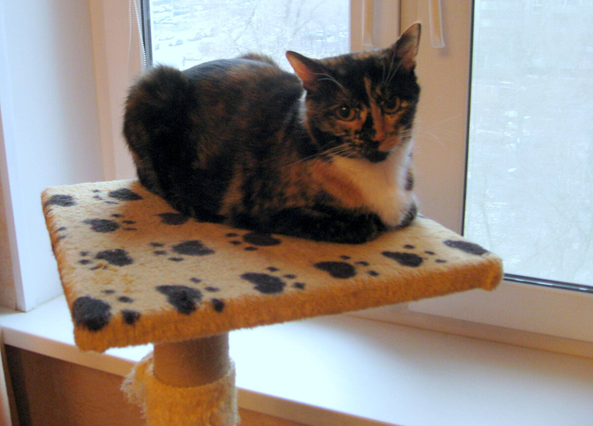 Любимое место Васеньки. Фото автора