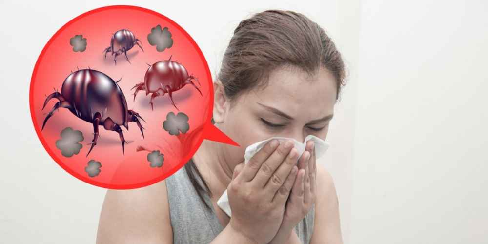 Пылевые клещи - это восьминогие существа, которые не кусаются и не вызывают болезней - и, как вы могли догадаться, живут в частицах пыли.