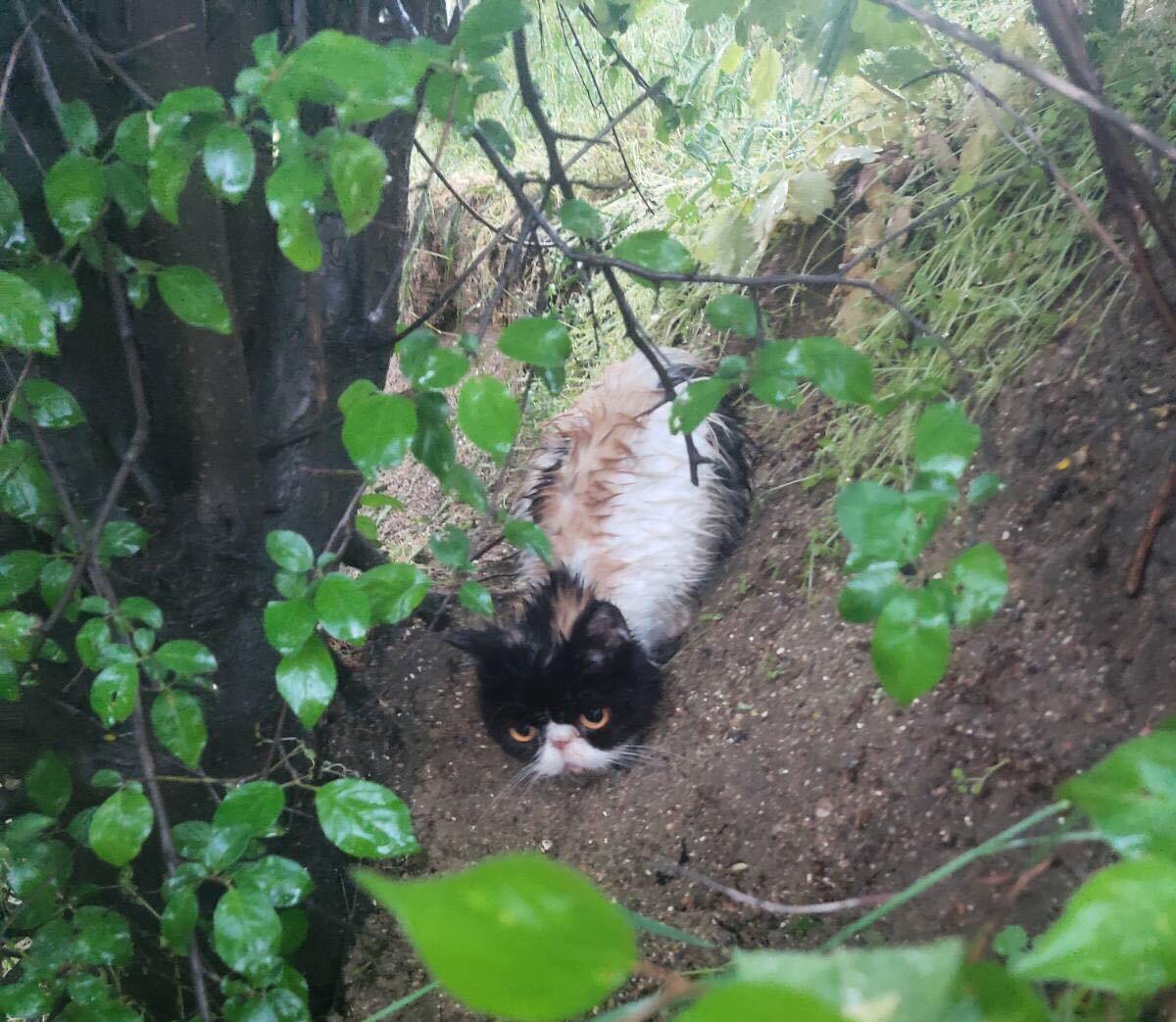 Здесь нашли кошечку, мокрую, замерзшую, голодную и несчастную 