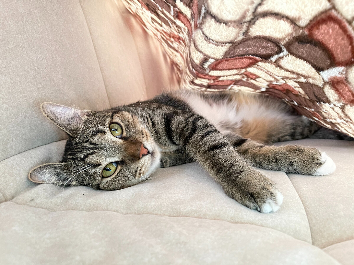 Днём спит на диване под пледом