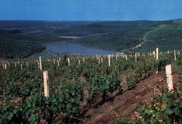 В советский период виноградарство рассматривалось в Молдавской ССР как одна из ведущих отраслей хозяйства 