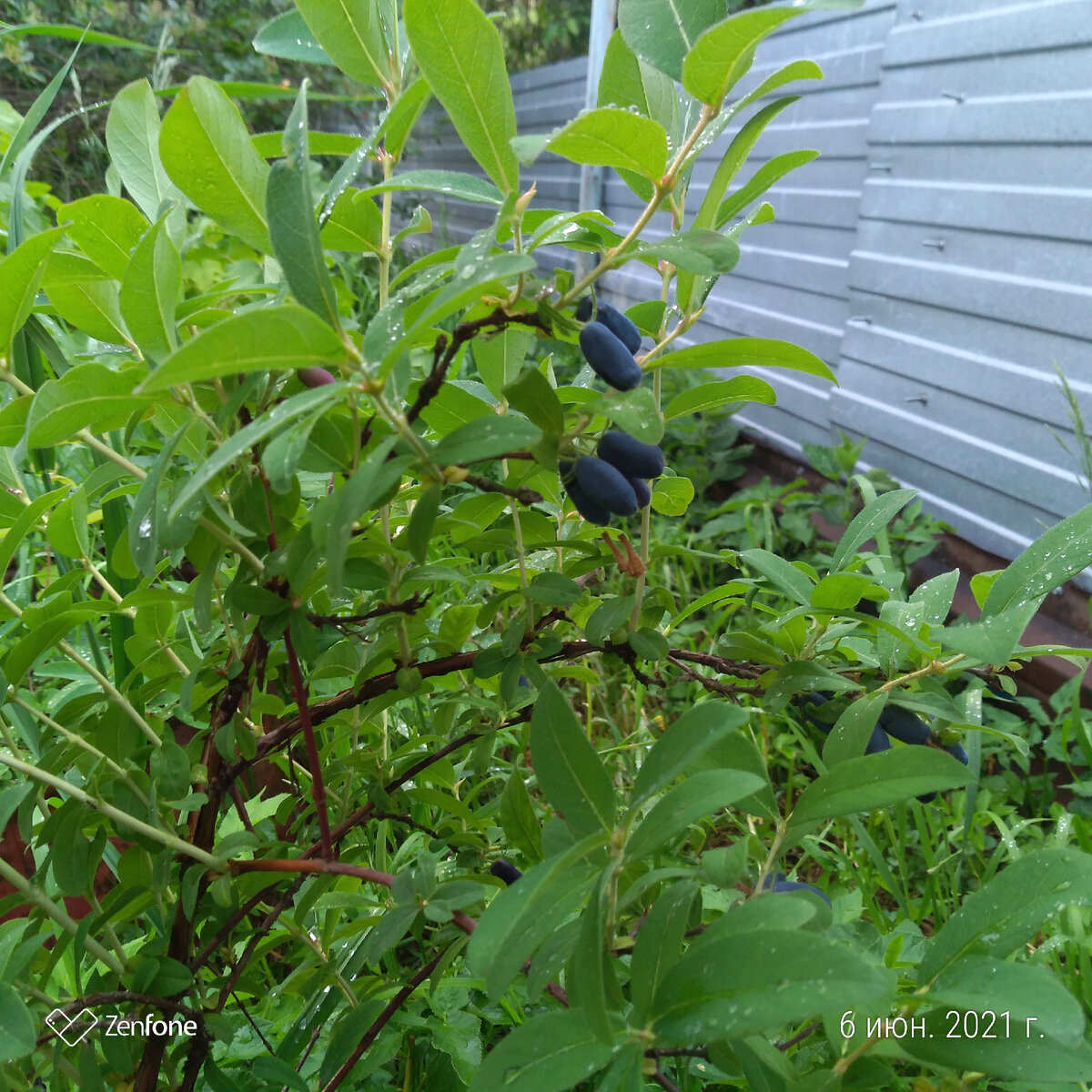 Фото автора статьи молодой кустик жимолости сорт Нимфа (устойчив к заболеваниям)