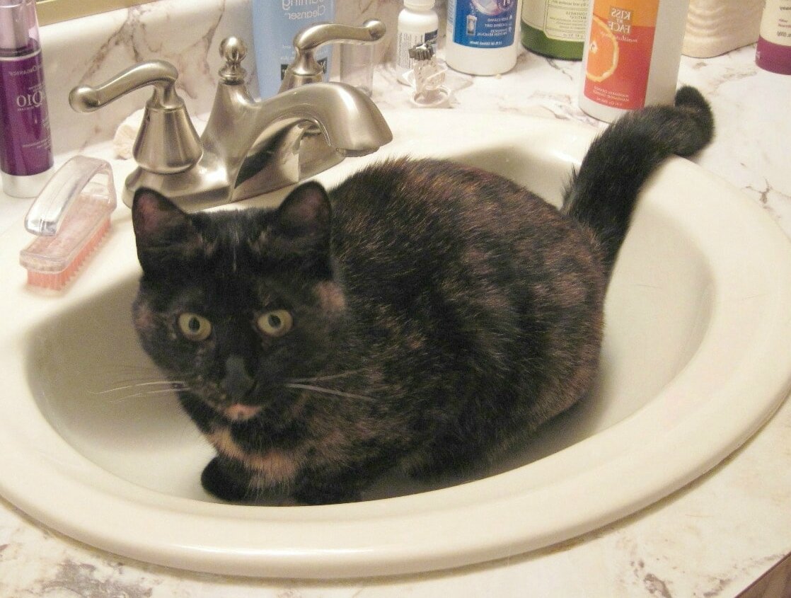 кот ходит в ванну туалет