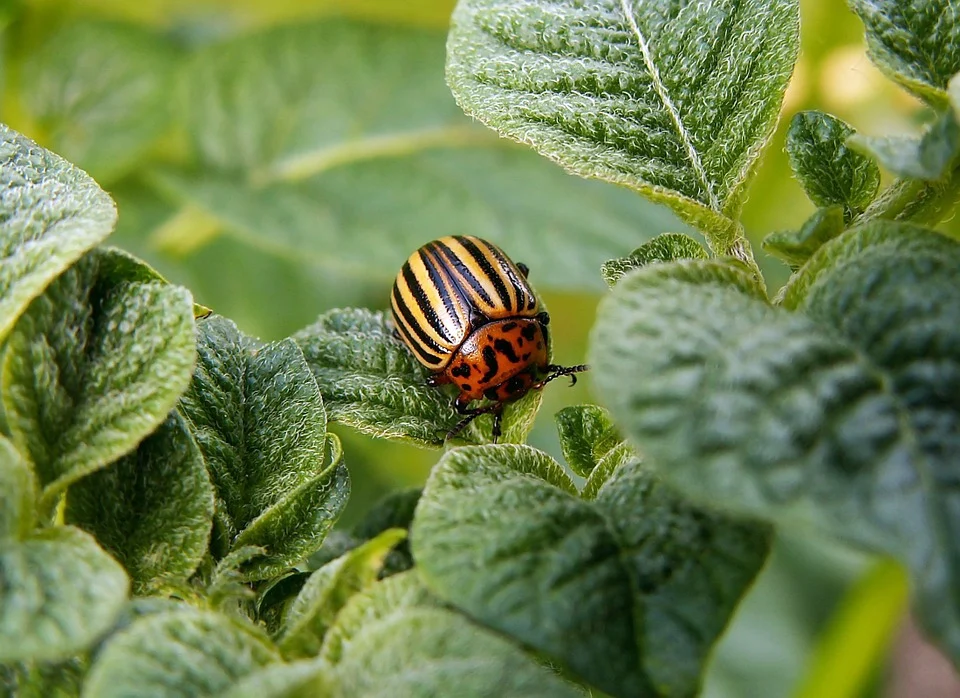 https://cdn.pixabay.com/photo/2014/12/29/16/10/colorado-potato-beetle-582966_960_720.jpg