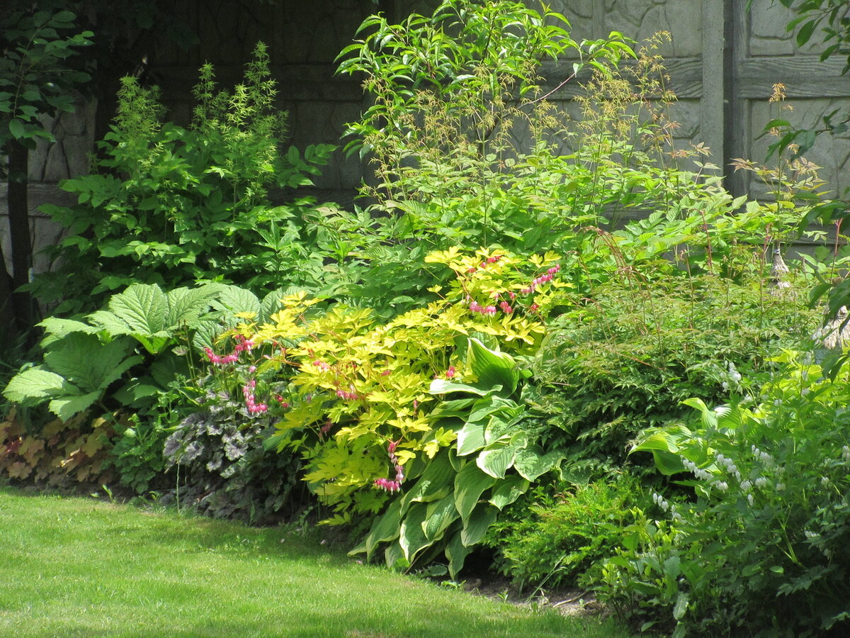 Роджерсия (слева) в компании с волжанками разных сортов, хостами и гейхерами