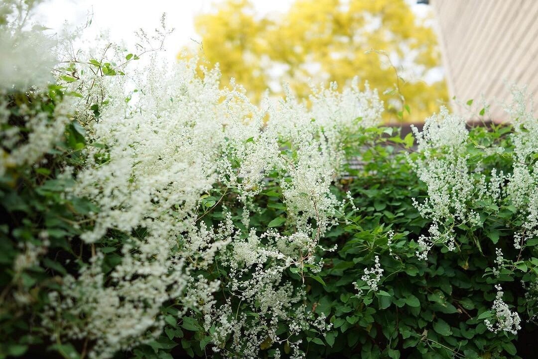 Instagram: @barakuraenglishgarden