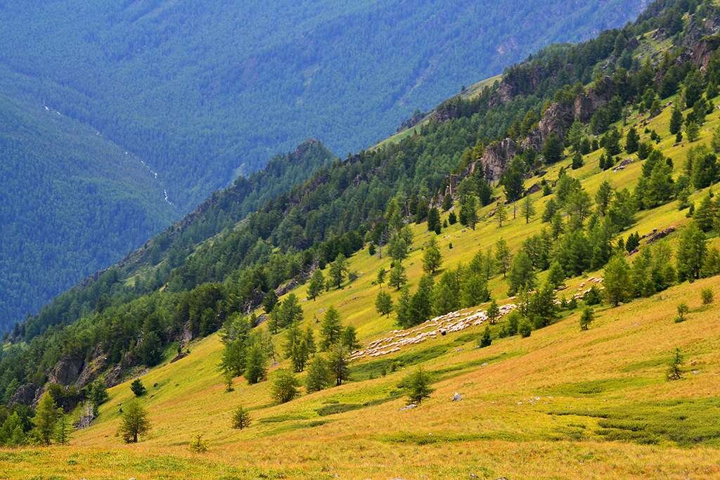 Горная система Алтай вершина