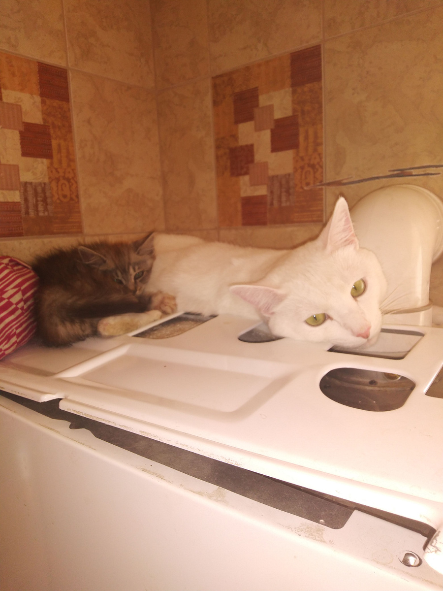 С белым старшим другом