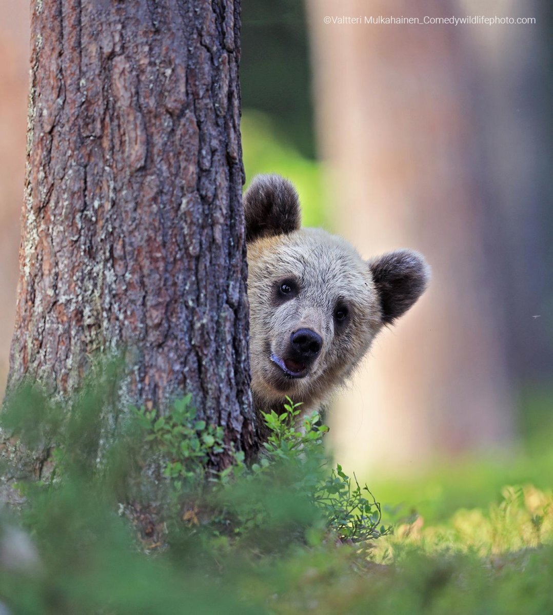 © Valtteri Mulkahainen.
Финалист Comedy Wildlife Photography Awards’2022