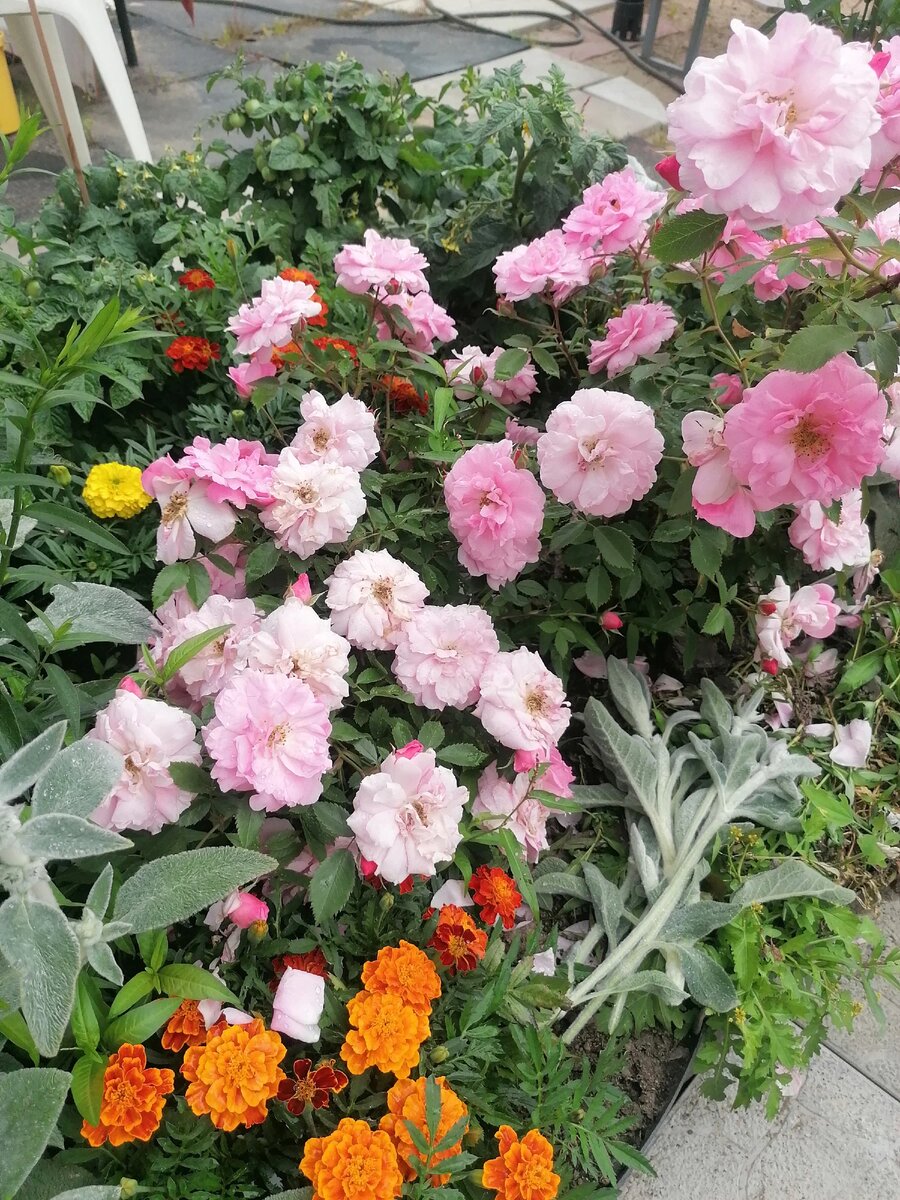 Многолетние холодостойкие розы