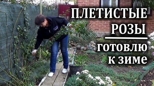 Самый последний уход за плетистой розой перед зимовкой. Что нужно сделать.