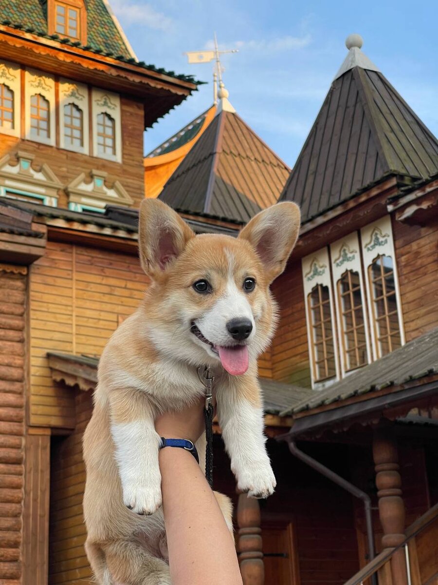 9 лучших догфрендли парков Москвы | моя первая собака 🐶 | Дзен