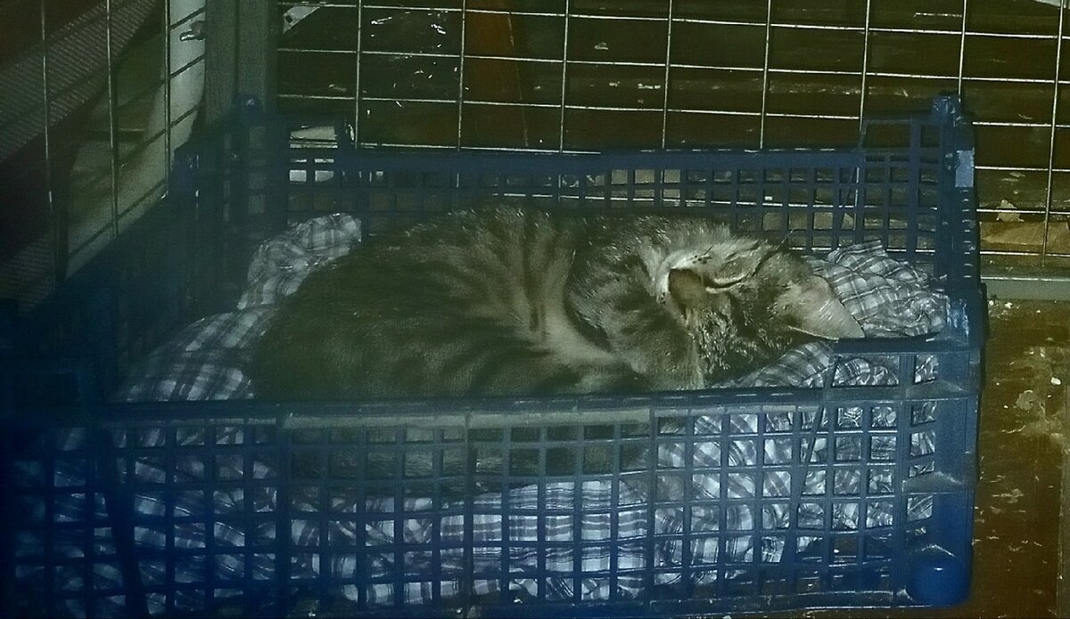 Ягодка. Первая ночь в кошачьем "детском доме". (Фото из личного архива автора).